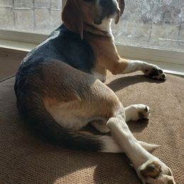 Beagles from Sage Hill Kennels