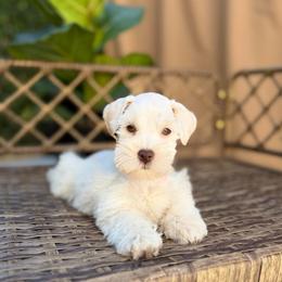 Arlo - Wheaten male Miniature Schnauzer puppy in Montebello, California from Rod Schnauzers