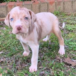 Female 6 - Red merle female Catahoula Leopard Dog puppy in Gadsden, Alabama from Rich Cat’s