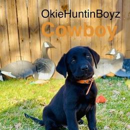 Cowboy, Orange Male - Black male Labrador Retriever puppy in Moore, Oklahoma from Okiehuntinboyz Labrador Retrievers