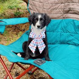 Poppy - Black and white female Aussiedoodle puppy in Peyton, Colorado from Colorful Colorado Aussiedoodles