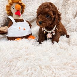 Pecan - Red  female Poodle puppy in Midway City, California from Rapture Red Poodles