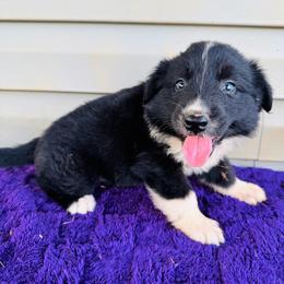 Jet - Black & white male Australian Shepherd puppy in Charlotte, North Carolina from Awesome Aussies