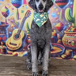 Shimmy (Honeybaked) - Blue male Poodle puppy in Warr Acres, Oklahoma from Morgenstern Kennels