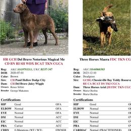Chesapeake Bay Retriever puppies from Three Horses Chesapeakes