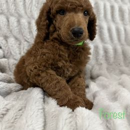 Bernedoodle and Poodle Puppies from WWBar Bernedoodles