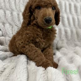 Bernedoodle and Poodle Puppies from WWBar Bernedoodles