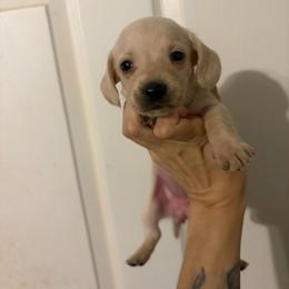 Phoebe - Cream female Dachshund puppy in Conroe, Texas from Dots Dachshunds