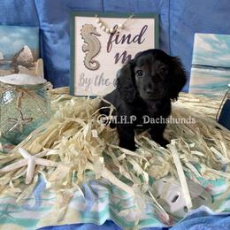 Dachshund Puppies from M.H.P Dachshunds