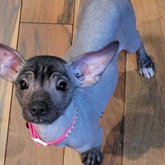 Olive - Black female Xoloitzcuintli puppy in Gladstone, Virginia from Rustic Charms Miniature Huskys