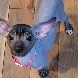 Olive - Black female Xoloitzcuintli puppy in Gladstone, Virginia from Rustic Charms Miniature Huskys