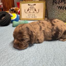 Boy 2 - Brown male Cocker Spaniel puppy in Phil Campbell, Alabama from Sandra Clark's Cocker Spaniels