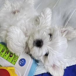 Maltese Puppies from Platinum Dunes Maltese Kennel