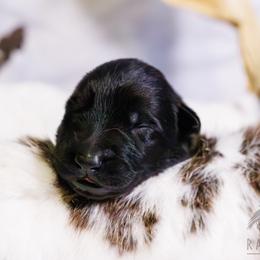 German Shepherd Puppies from Zwinger Vom Rabenauge