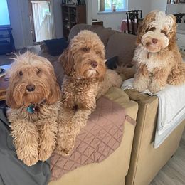 Australian Labradoodles from Seven Hills Australian Labradoodles