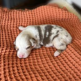Miniature Australian Shepherd Puppies from Wild Outlaw Aussies