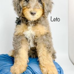 Bernedoodle, Goldendoodle, Golden Retriever, and Poodle Puppies from Camp Doodle Woods