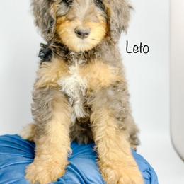 Bernedoodle, Goldendoodle, Golden Retriever, and Poodle Puppies from Camp Doodle Woods