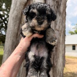 Cove - Black male Miniature Schnauzer puppy in Silver Creek, Mississippi from Mamie’s Minis, LLC