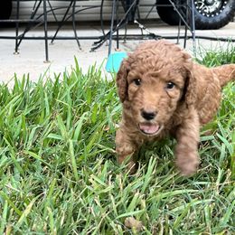 Boykin Spaniel and Goldendoodle Puppies from Double Shot Boykins