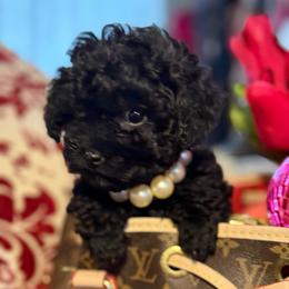 Jewel - Black female Poodle puppy in Taylorsville, North Carolina from SilverLining highlands and hounds