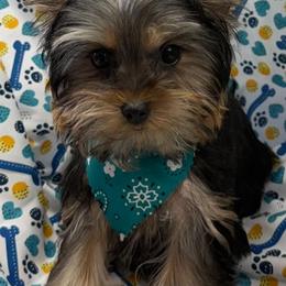 Miso - Black and tan male Yorkshire Terrier puppy in Lebanon, Kentucky from Mosaic Merle Doodles