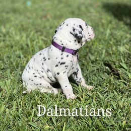 Dalmatian Puppies from Louisiana Roux Dalmatians