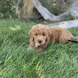 Goldendoodle Puppies from Golden Rule Doodles