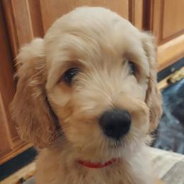 Red Male - Cream male Goldendoodle puppy in Vernon, Vermont from Dynamic Doodles of Southern Vermont