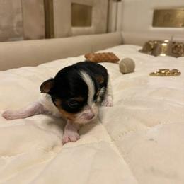 Phoebe - Parti female Yorkshire Terrier puppy in Florence, South Carolina from OK Puppies LLC