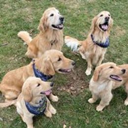 Golden Retriever Puppies from True Magic Goldens