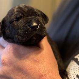 Orange collar female - Brindle female Boerboel puppy in Bon Aqua, Tennessee from Erickson Ranch Boerboels