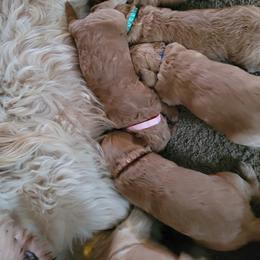 Goldendoodle Puppies from 3 Willows Goldendoodles