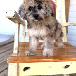Orange - Merle female Whoodle puppy in Youngstown, Florida from Wonderland’s Boujie Kennels