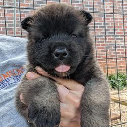 Saki's Girl - Black female Akita puppy in South Carolina from Sierra Mountain Akitas