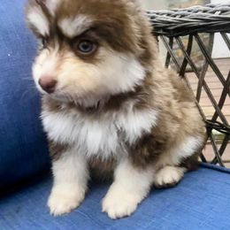Haven - Chocolate Pomsky puppy in Michigan from Our Pomsky Yard