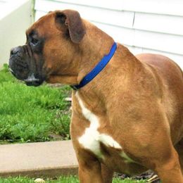 Boxers from Premier Boxers