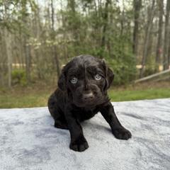 Gray Collar - Chocolate female Boykin Spaniel puppy in Comer, Georgia from Weavers Kennels