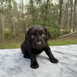 Gray Collar - Chocolate female Boykin Spaniel puppy in Comer, Georgia from Weavers Kennels