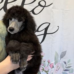 Boy 1 - Silver male Poodle puppy in State College, Pennsylvania from Brookside Standard Poodles