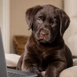 Labrador Retriever Puppies from Meritrust Labradors