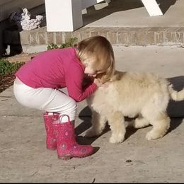 French Bulldog, Goldendoodle, and Golden Retriever Puppies from Crystal Coast Kennels, LLC