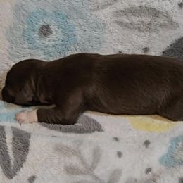 Australian Shepherd Puppies from Nicole Brinton