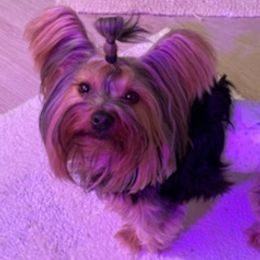 French Bulldogs and Yorkshire Terriers from MDG Kennels