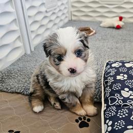 Bell - Blue merle female Toy Australian Shepherd puppy in Pickens, South Carolina from Reflections of Star Crest Kennel