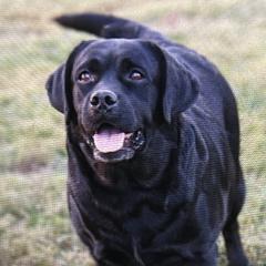 Trigger - Labrador Retriever