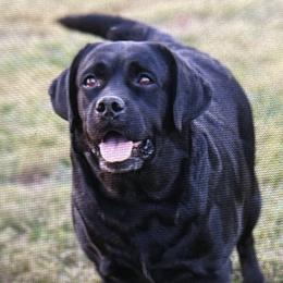 Trigger - Labrador Retriever