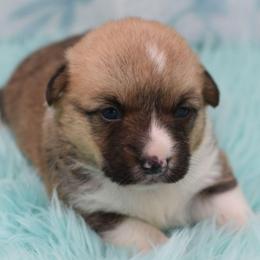 Cheyenne - Wild West Litter - White and red female Pembroke Welsh Corgi puppy in Lithia, Florida from Diamondcrest Inc