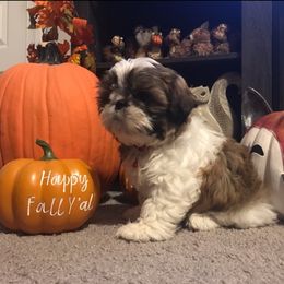 Shih Tzu Puppies from Meihem Pups