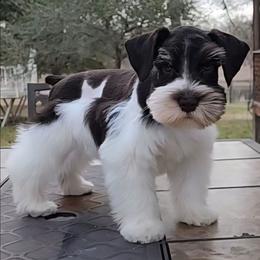 Sweet Pups Pecan Pie - Parti male Miniature Schnauzer puppy in North Zulch, Texas from Sweet Pup Schnauzers